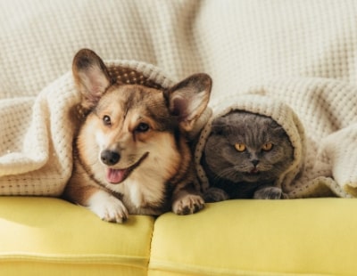 Grab your corg-keys – The UK’s most pet-friendly city for tenants revealed