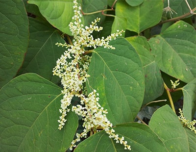The scourge of Japanese knotweed! Pest wipes nearly £12bn off UK house prices