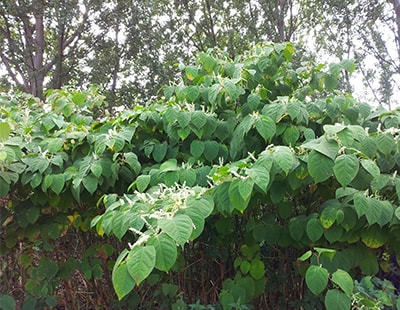 Japanese Knotweed cases increase by 28% in the UK